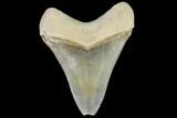 Serrated, Fossil Megalodon Tooth - Florida #110459-1